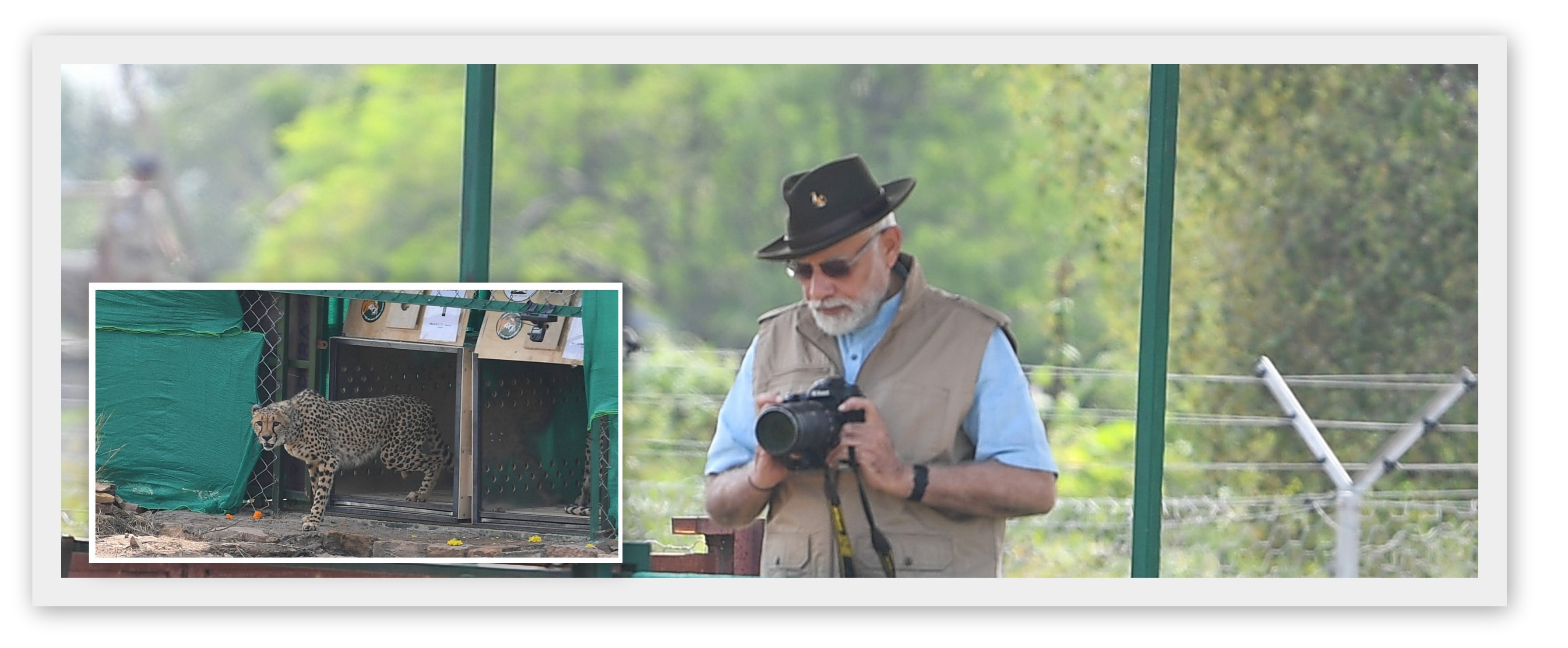 PM Modi releases eight cheetahs to India brought from Namibia.